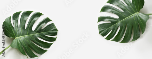 Monstera leaves plant on white background. Isolated with copy space. Banner.