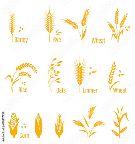 Wheat ears or rice icons set. Agricultural symbols isolated on white background.
