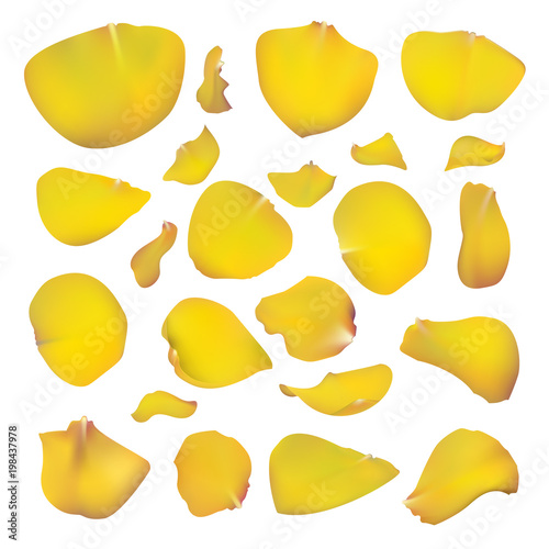 Set of yellow rose petals. Floral design. Beautiful collection of flowers vector illustration.