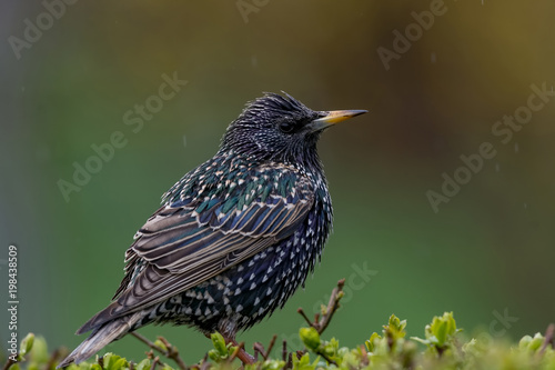 Starling on the tree. European Starling (Sturnus vulgaris)