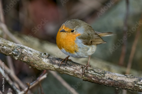 European robin tweeting on a tree branch in garden.