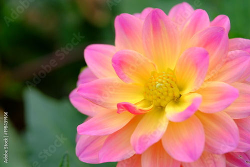 flower  pink  nature  flowers  plant  garden  blossom  dahlia  spring  floral  beauty  summer  flora  daisy  green  petal  bloom  yellow  macro  purple  white  closeup  petals  close-up  chrysanthemum