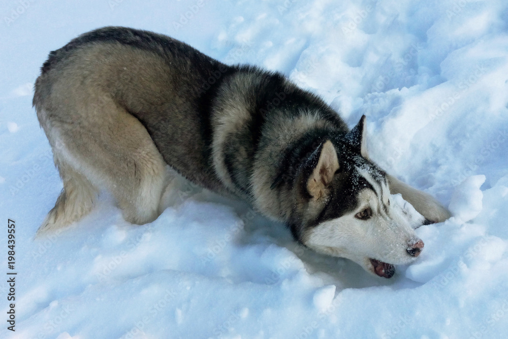 Husky purebred plays on snow lovers of winter and snow