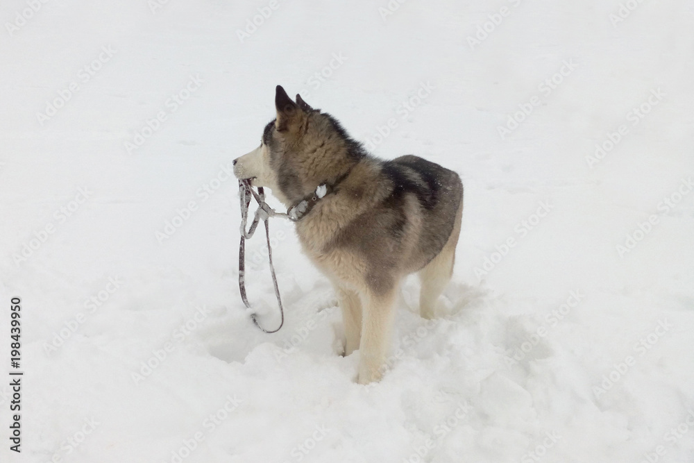 Husky dog in the snow in profile