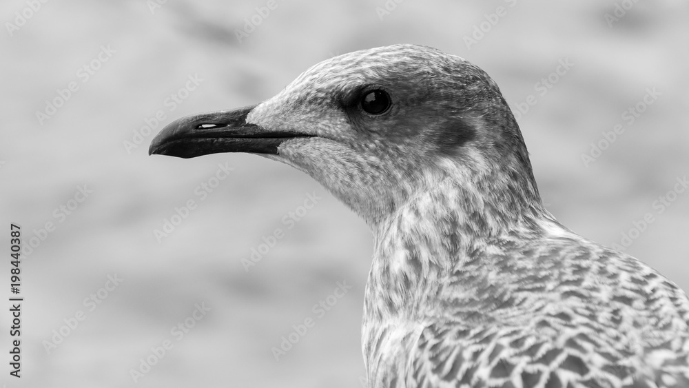 Profile of Juvenile Seagull BW, Headshot of young Seabird in black and white tone shallow depth of field nature photography Profile of Juvenile Seagull BW, Headshot of young Seabird in black and white tone shallow depth of field nature photography
