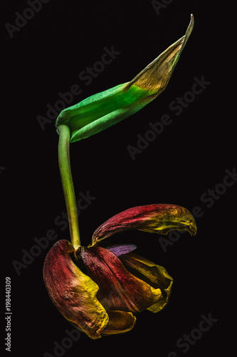 Withered tulip in the shape of cherry on a black background