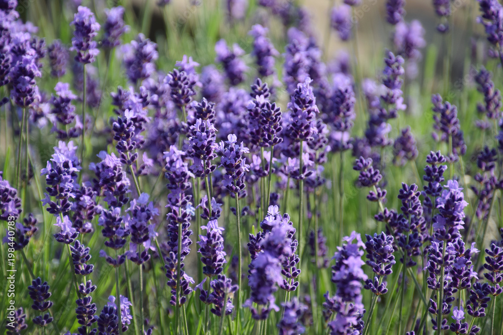 English Lavender Farm イングリッシュ ラベンダー畑 クローズアップ Stock 写真 Adobe Stock
