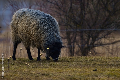 Gotland sheep - scandinavian breed with cutly wool photo