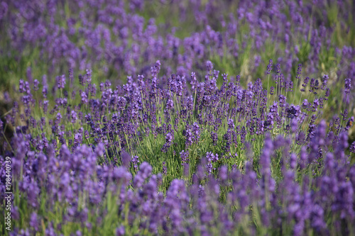 English lavender farm / イングリッシュ・ラベンダー畑(八分咲き)
