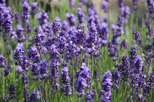 English lavender farm / イングリッシュ・ラベンダー畑(クローズアップ)