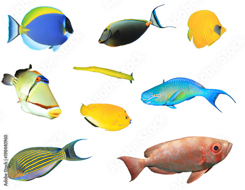 Tropical reef fish collection isolated on white background