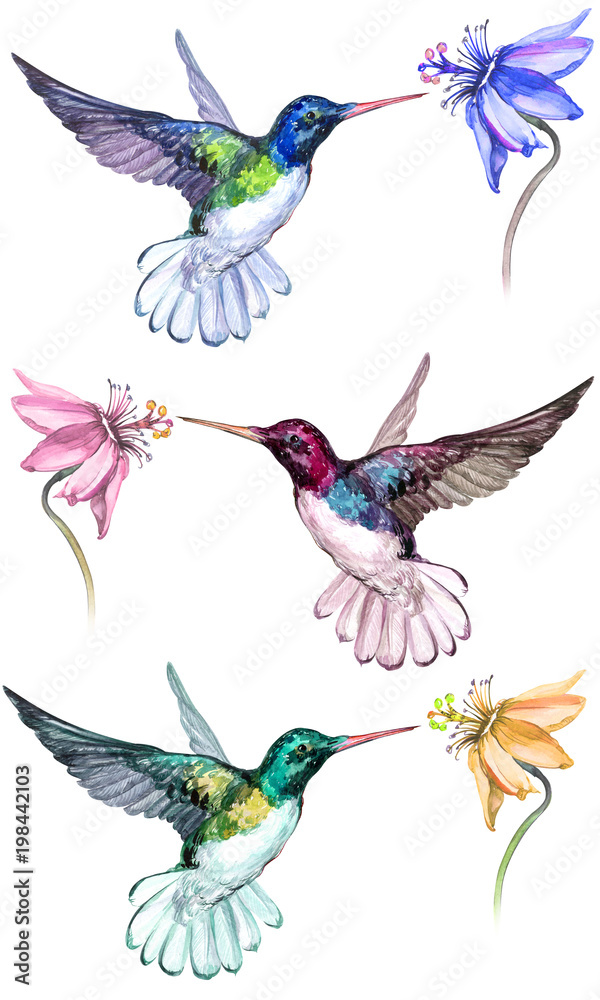 Obraz premium Beautiful colorful hummingbirds drink flower nectar. Isolated on white background. Collection of exotic tropical birds with vivid feathering. Watecolor painting. Hand painted.