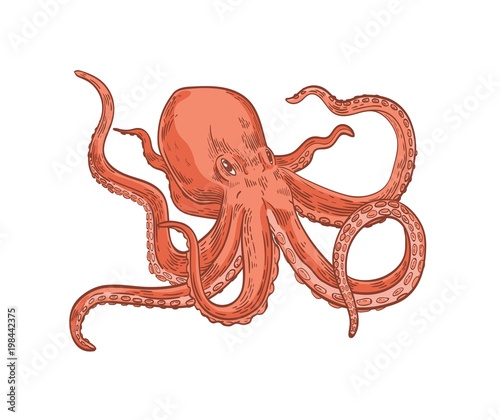 Pink octopus or Kraken isolated on white background