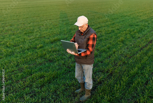 Senior farmer standing in young wheat field examining crop and looking at laptop.