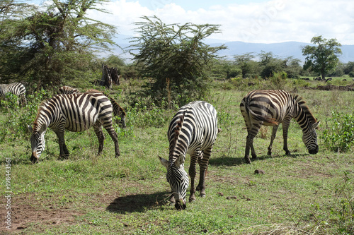 Zebras im Ngorongoro-Krater  Tansania