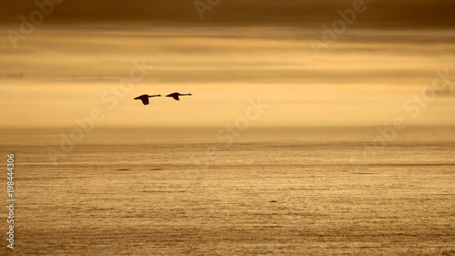 Swans flying over frozen Lake Pyhäjärvi at Tammela, Finland. Cold, misty spring morning.