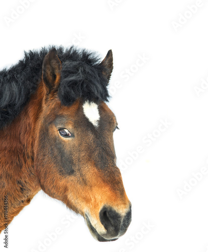Fototapeta Naklejka Na Ścianę i Meble -  Head of beautiful Arabian gelding. Isolated on white