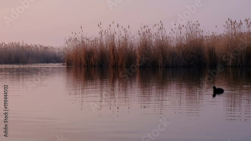 Beautiful landscape with a lake during sunrise. Birds on the pond, spring morning.


