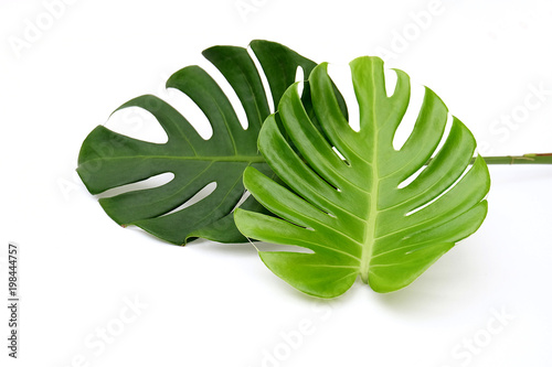 Tropical jungle Monstera leaves isolated, Swiss Cheese Plant, isolated on white background,,with clipping path,dicut