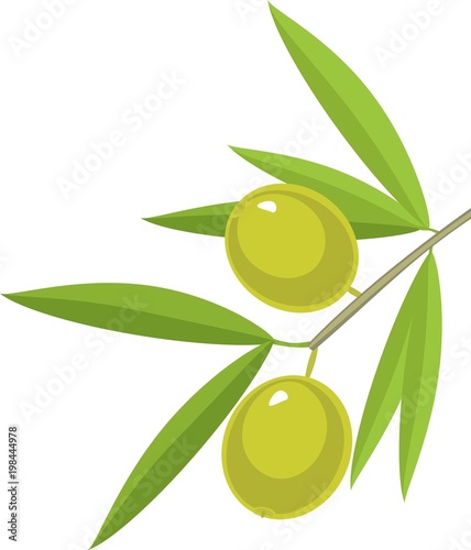 Branch of olive tree with green leaves and olives on white background