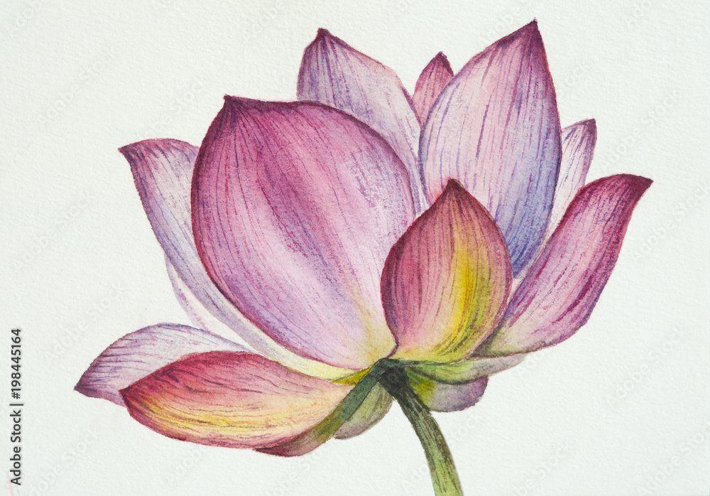 Lotus flower watercolor