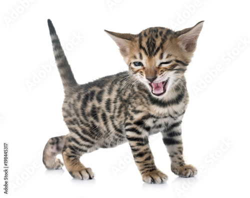 bengal kitten in studio