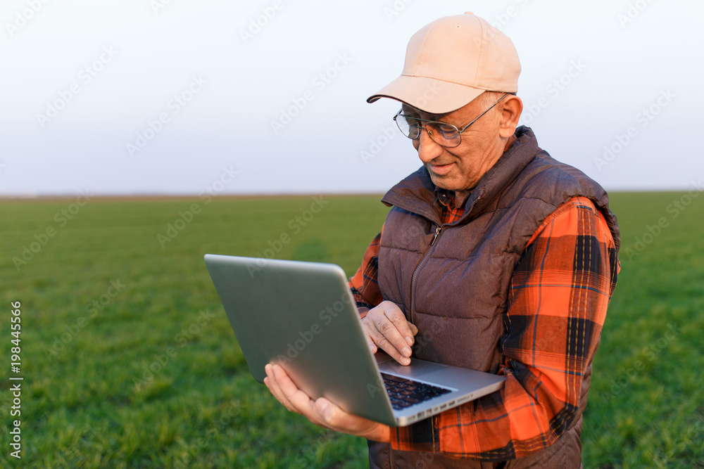 Senior farmer standing in young wheat field examining crop and looking at laptop.