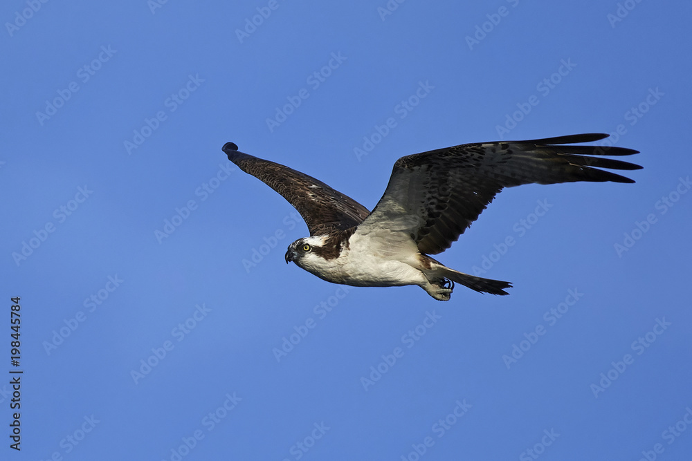 Fototapeta premium Osprey (Pandion haliaetus)