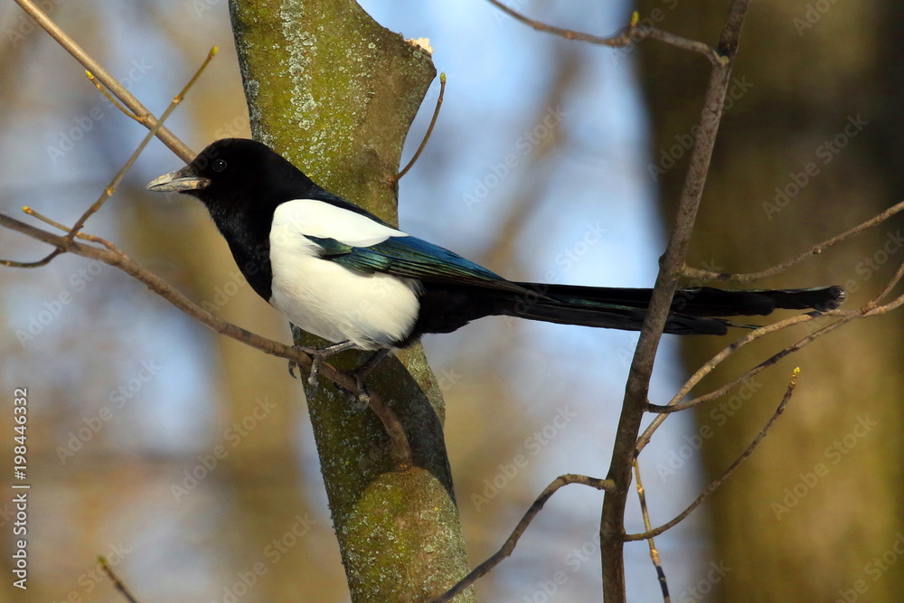Magpie (Pica pica) perched on a tree on the blue background, looking up. Ukraine. 2018. Magpie (Pica pica) perched on a tree on the blue background, looking up. Ukraine. 2018.