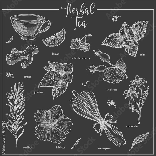 Herbs chalk sketch icons for herbal tea, cafeteria or packaging design template