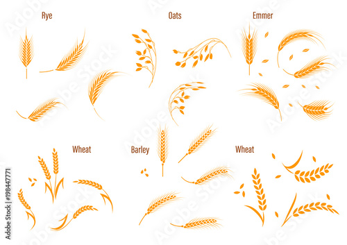 Wheat ear symbols for logo design.