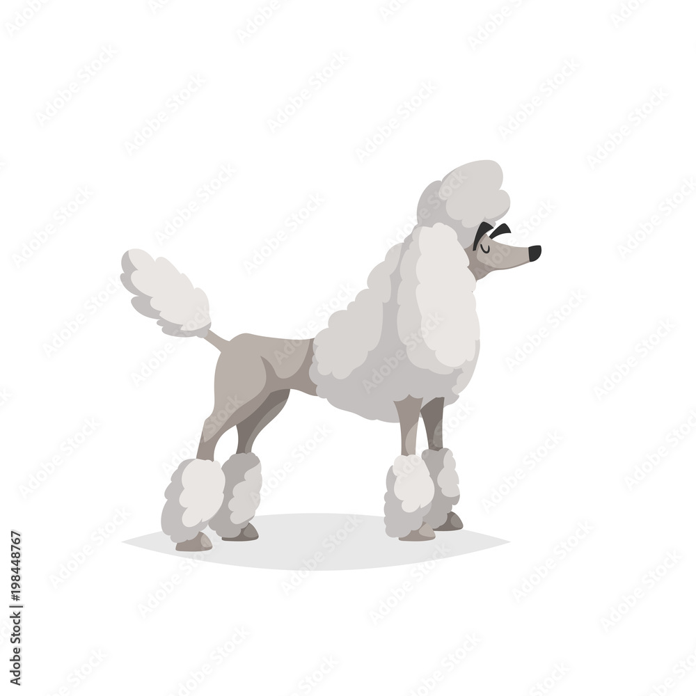 French white poodle cartoon illustration. Comic dog character. Pet animal  isolated on white background. Stock Vector | Adobe Stock