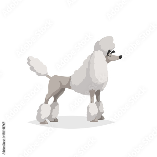 French white poodle cartoon illustration. Comic dog character. Pet animal isolated on white background.