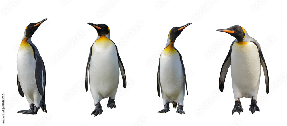 Obraz premium Pingwiny króla na białym tle