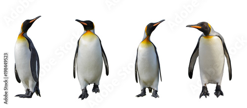 King penguins isolated on white background