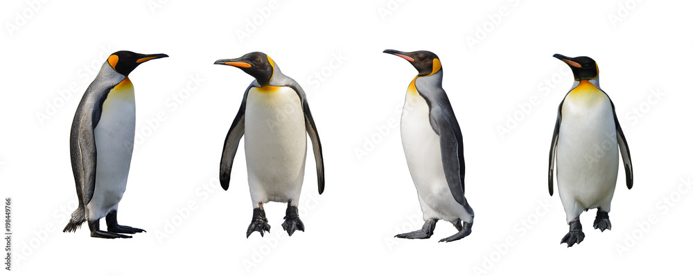 Naklejka premium Pingwiny króla na białym tle