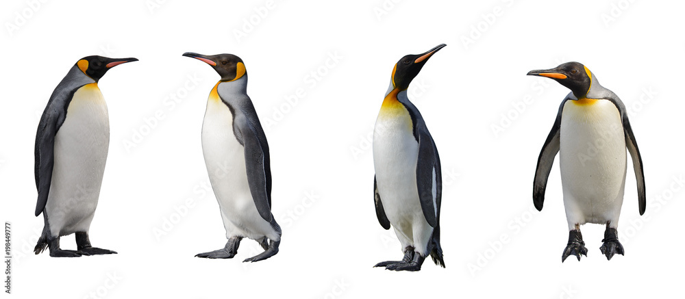 Obraz premium Pingwiny króla na białym tle