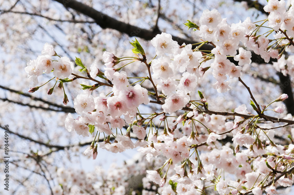 Obraz premium 八重桜