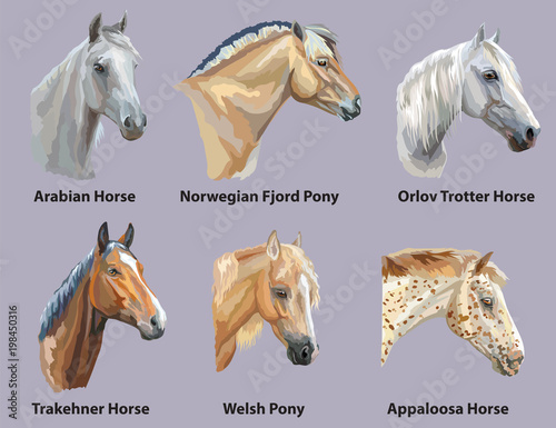 Set of portraits of horses breeds