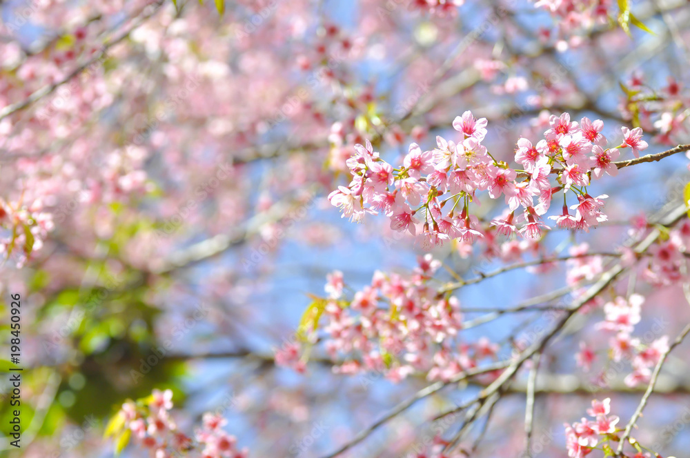 cherry blossom or prunus cerasoides or sakura