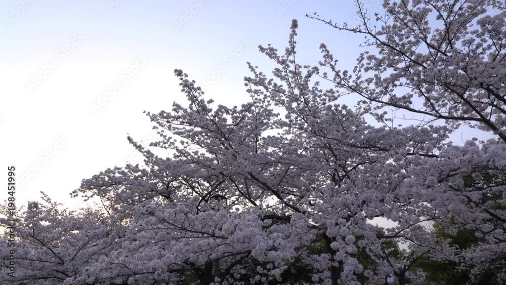 Tokyo, Japan-March 29, 2018: Cherry blossoms or Sakura in full bloom toward evening Tokyo, Japan-March 29, 2018: Cherry blossoms or Sakura in full bloom toward evening