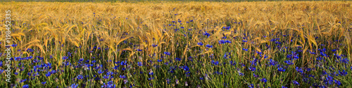 Blue cornflowers in wheat field.