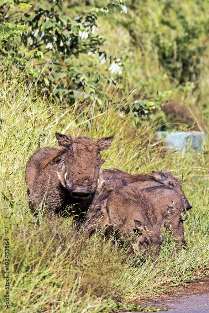Fototapeta premium Family of Warthog at Asphalt Road and Grass Background