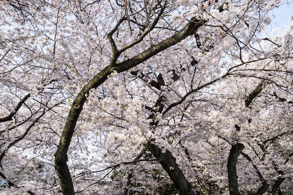 Beautiful Sakura Cheery Trees in Full Bloom in Tokyo, Japan Beautiful Sakura Cheery Trees in Full Bloom in Tokyo, Japan