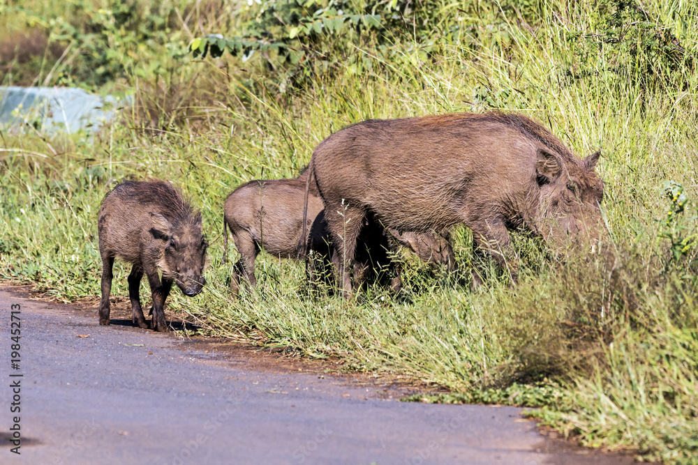 Family of Warthog at Asphalt Road and Grass Background Family of Warthog at Asphalt Road and Grass Background