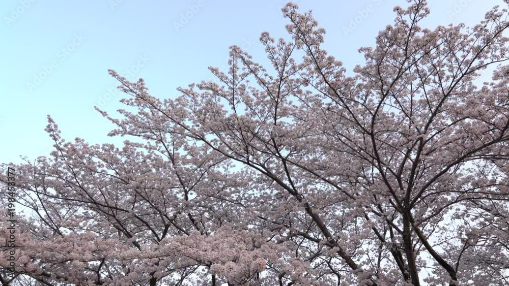 Tokyo, Japan-March 29, 2018: Cherry blossoms or Sakura in full bloom toward evening Tokyo, Japan-March 29, 2018: Cherry blossoms or Sakura in full bloom toward evening