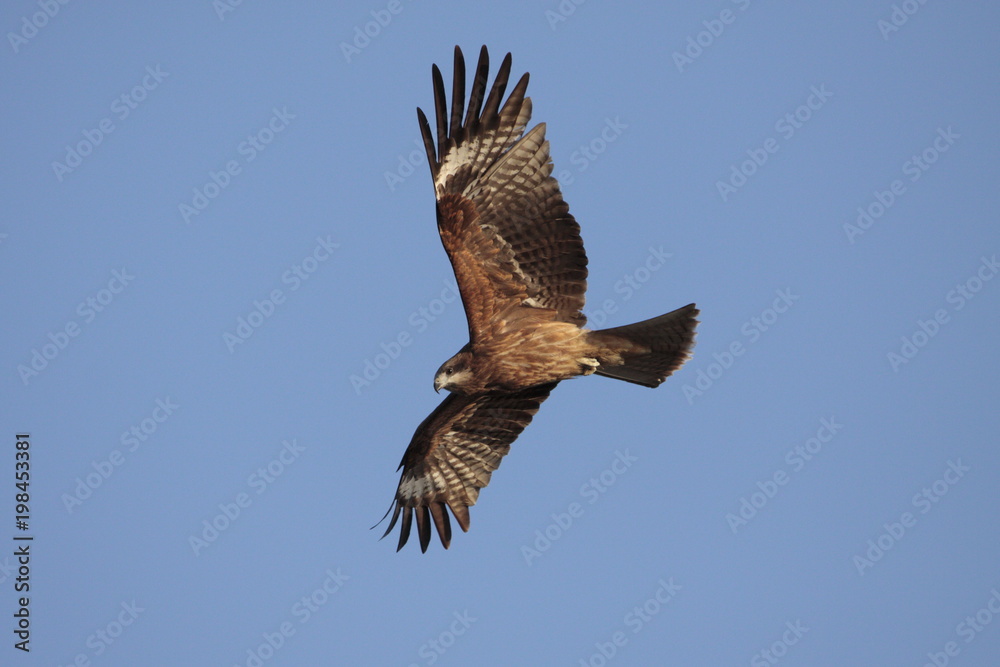 Obraz premium 鳶