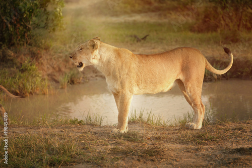 Female lion in Kenya, Africa