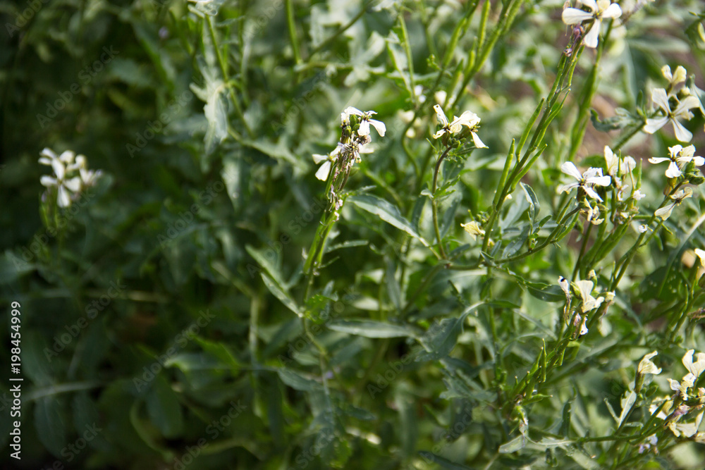 Arugula flower. Eruca sativa plant. Flowering and seed formation. Rucola blossom. Organic farmland Rocket salad in outdoor ground. Green background