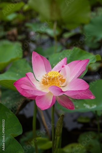 Close up pink lotus flower